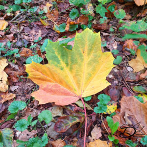 Picture of a Fallen Leaf
